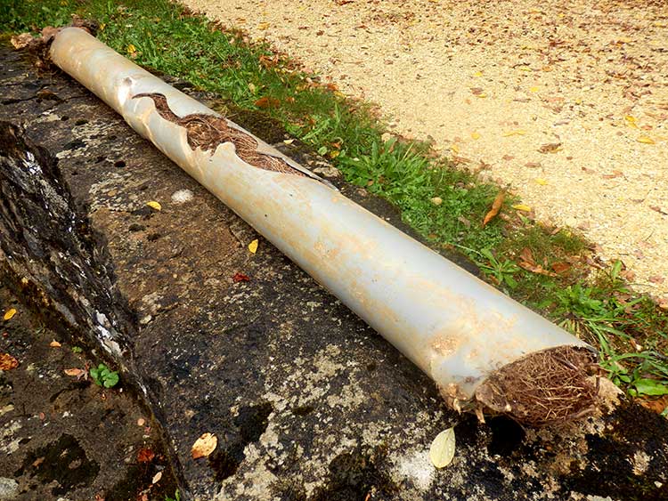 Wurzeln aus Nachbars Garten – Schäden durch Wurzeleinwuchs
