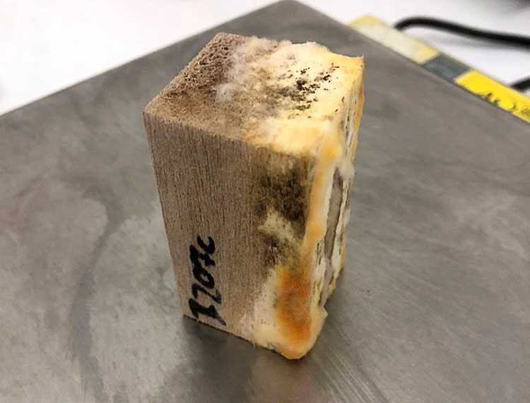 Foto: Quaderförmiges Holzstück auf einer Metalloberfläche. Die vertikalen Seiten des Holzstücks sind teilweise mit Schimmel und Pilzbefall in Weiß- und Gelbtönen sowie schwarzen Flecken bedeckt. Auf einer Seite ist eine schwarze Markierung mit der Nummer