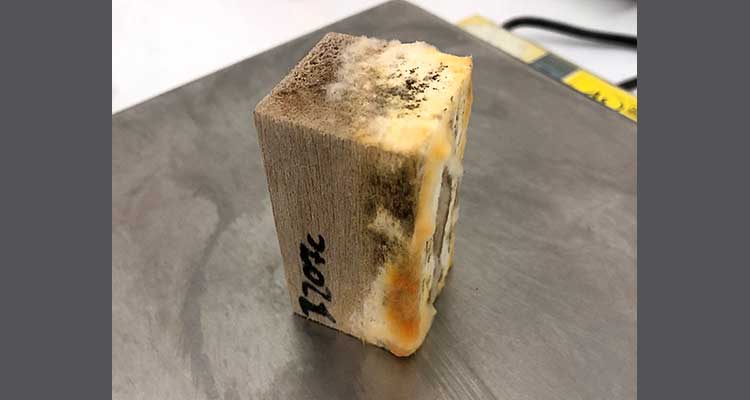 Foto: Quaderförmiges Holzstück auf einer Metalloberfläche. Die vertikalen Seiten des Holzstücks sind teilweise mit Schimmel und Pilzbefall in Weiß- und Gelbtönen sowie schwarzen Flecken bedeckt. Auf einer Seite ist eine schwarze Markierung mit der Nummer 
