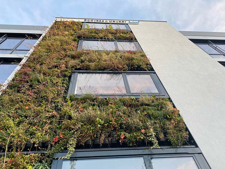 Foto: Fassade eines mehrstöckigen Gebäudes mit vertikaler Begrünung: Die linke Gebäudeseite ist vollständig mit dichtem Pflanzenbewuchs bedeckt, während rechts eine glatte, graue Putzfassade sichtbar ist. Zwischen dem Pflanzenbewuchs befinden sich in jeder Etage große Fenster mit schwarzen Rahmen.  