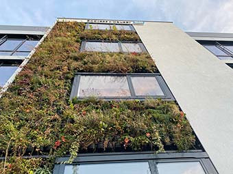 Foto: Fassade eines mehrstöckigen Gebäudes mit vertikaler Begrünung: Die linke Gebäudeseite ist vollständig mit dichtem Pflanzenbewuchs bedeckt, während rechts eine glatte, graue Putzfassade sichtbar ist. Zwischen dem Pflanzenbewuchs befinden sich in jeder Etage große Fenster mit schwarzen Rahmen.  
